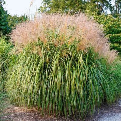 Graminée Miscanthus Adagio - Leaderplant