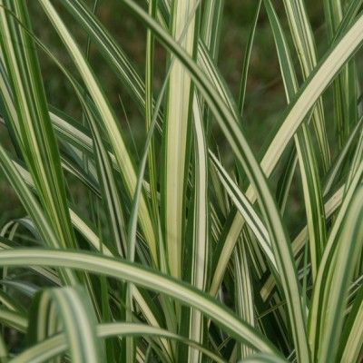 Miscanthus Cabaret - Leaderplant