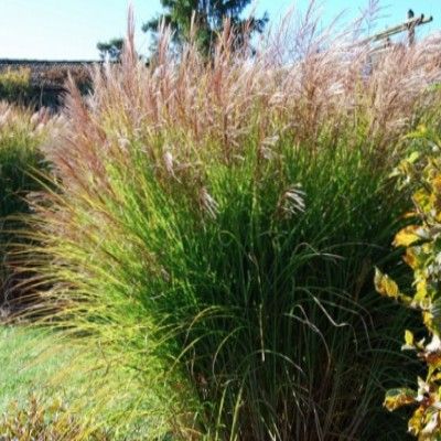Miscanthus Cabaret - Leaderplant