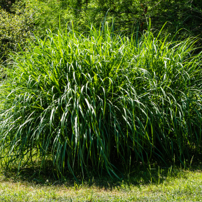 Miscanthus Gracillimus / Roseau de Chine en mini-motte - Leaderplant