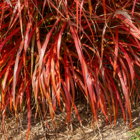 Roseau de chine Lady in Red  - Leaderplant