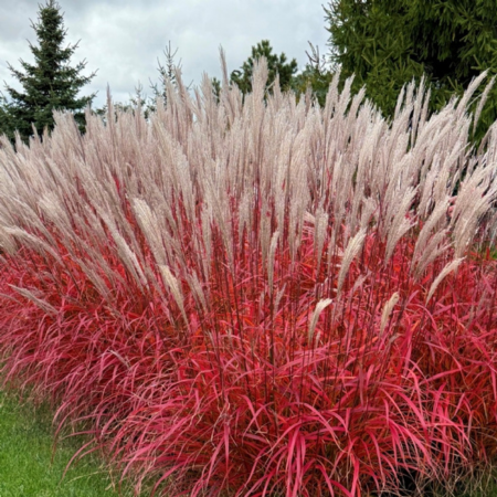 Roseau de chine Lady in Red  - Leaderplant