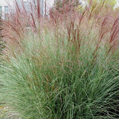 Graminée Miscanthus Morning Light - Leaderplant