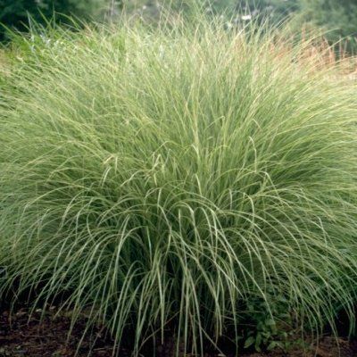 Graminée Miscanthus Morning Light - Leaderplant