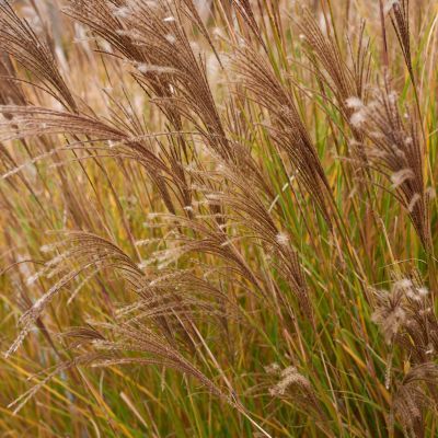 Miscanthus Cute One ® - Leaderplant