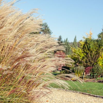 Miscanthus Cute One ® - Leaderplant