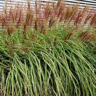 Graminée Roseaux de Chine Red Chief - Leaderplant