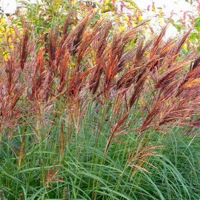 Graminée Roseaux de Chine Red Chief - Leaderplant