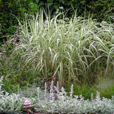 Miscanthus Cosmopolitan / Roseau de Chine - Leaderplant
