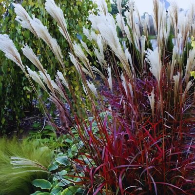 Miscanthus Dronning Ingrid - Leaderplant