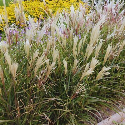 Miscanthus Dronning Ingrid - Leaderplant