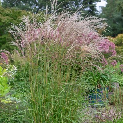 Graminée Roseaux de Chine Flamingo - Leaderplant