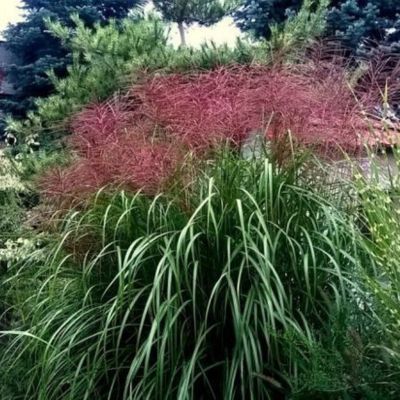 Graminée Roseaux de Chine Goliath - Leaderplant