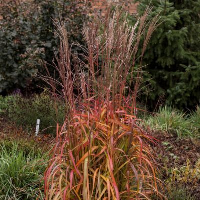 Miscanthus Navajo ® - Leaderplant