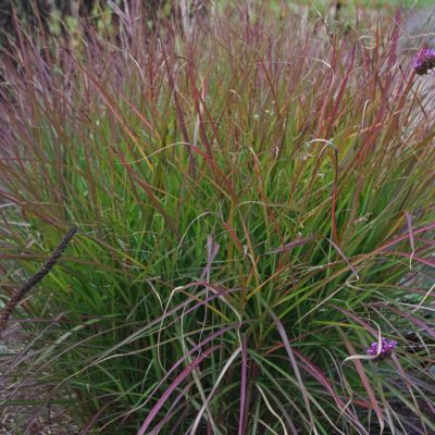 Graminée Miscanthus Purple Fall ® - Leaderplant