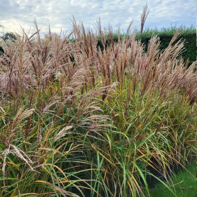 Graminée Miscanthus Purple Fall ® - Leaderplant