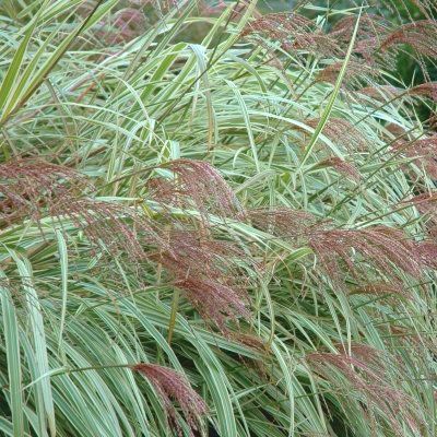 Graminée Miscanthus panaché - Leaderplant