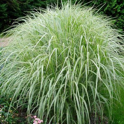 Graminée Miscanthus panaché - Leaderplant