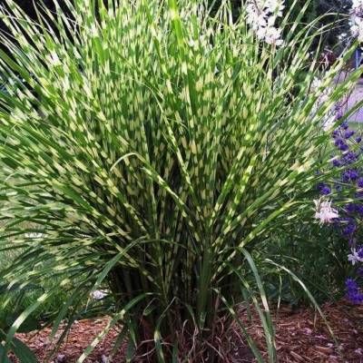 Miscanthus Dwarf / Petit Roseau de Chine / Herbe à Eléphant - Leaderplant