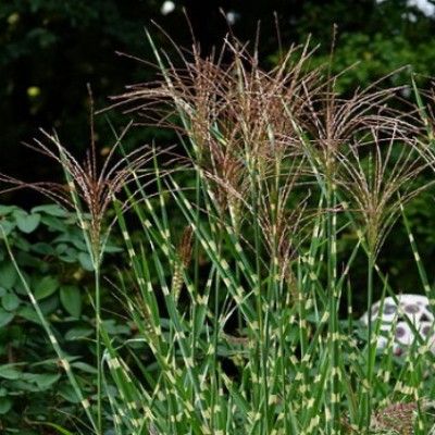 Miscanthus Dwarf / Petit Roseau de Chine / Herbe à Eléphant - Leaderplant