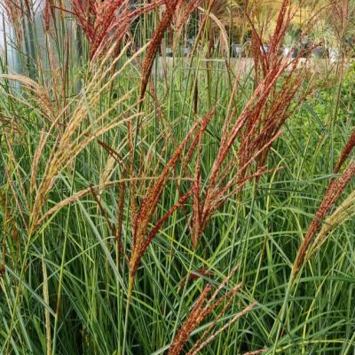 Graminée Miscanthus Sunlit Satin ® - Leaderplant