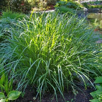 Graminée Miscanthus Transmorrisonenis - Leaderplant