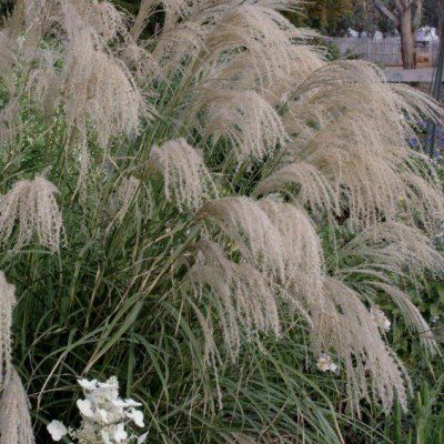 Graminée Miscanthus Transmorrisonenis - Leaderplant