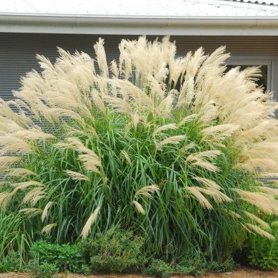 Graminée Miscanthus Transmorrisonenis - Leaderplant