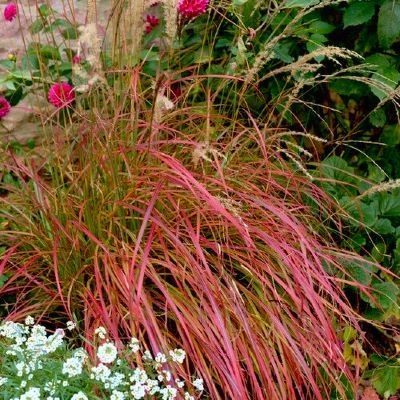 Graminée Miscanthus Little Miss ® - Leaderplant