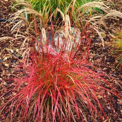 Graminée Miscanthus Ruby Cute ® - Leaderplant