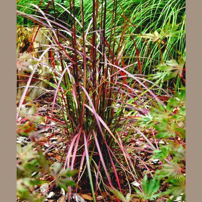 Graminée Miscanthus Ruby Cute ® - Leaderplant