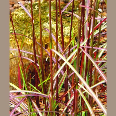 Graminée Miscanthus Ruby Cute ® - Leaderplant
