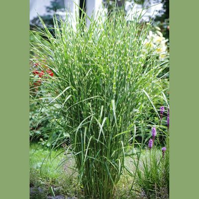 Graminée Miscanthus Zebrinus Strictus - Leaderplant