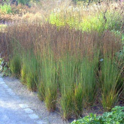 Graminée Molinie Moorhexe - Leaderplant