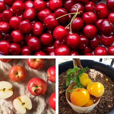 Mon Verger en Pot - Leaderplant