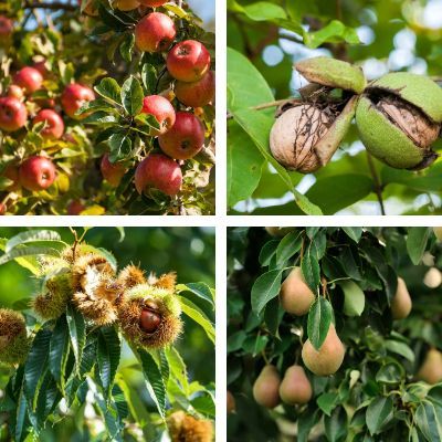 Mon verger gourmand - Leaderplant
