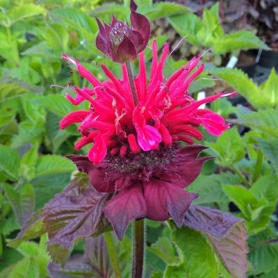 Monarde Rouge / Monarde 'Bee Happy' ® - Leaderplant