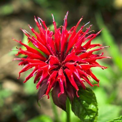 Monarde didyma Fireball ® - Leaderplant