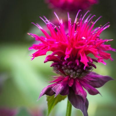 Monarde Bee True - Leaderplant