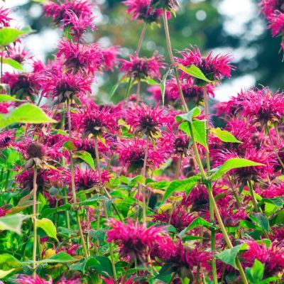 Monarde Bee True - Leaderplant