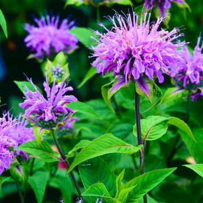 Monarde fistuleuse / Thé d'Oswego/ Thé Rouge - Leaderplant