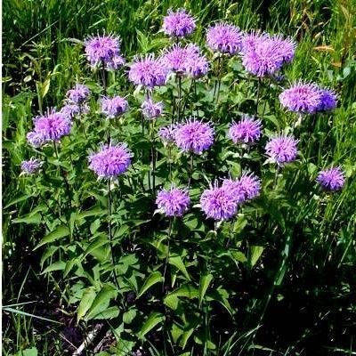 Monarde fistuleuse / Thé d'Oswego/ Thé Rouge - Leaderplant