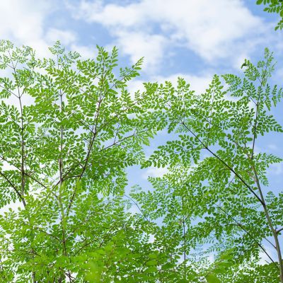 Arbre de vie - Leaderplant