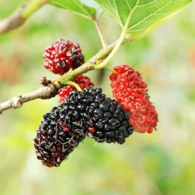 Mûrier blanc Milanowek - Leaderplant