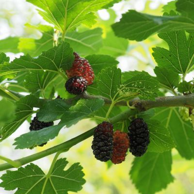 Mûrier blanc Milanowek - Leaderplant