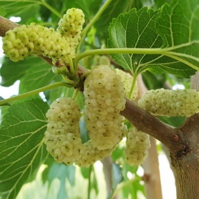 Mûrier Blanc - Leaderplant