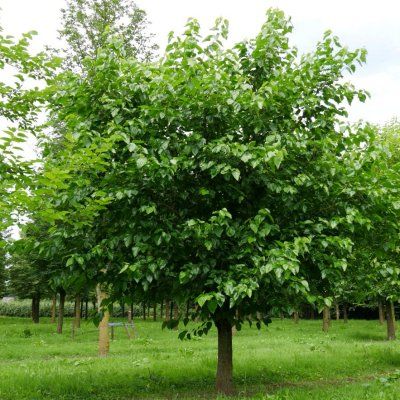 Mûrier Blanc - Leaderplant