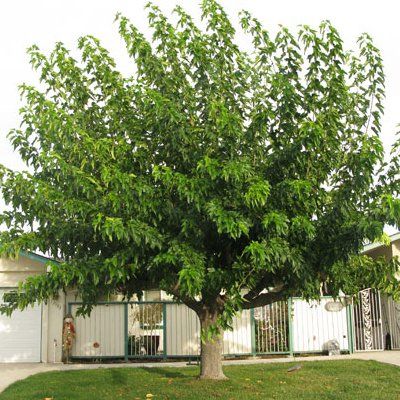 Mûrier blanc stérile - Leaderplant