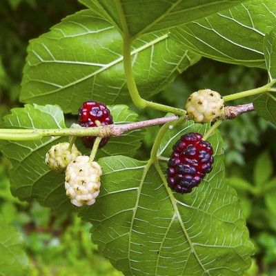 Mûrier Blanc - Leaderplant