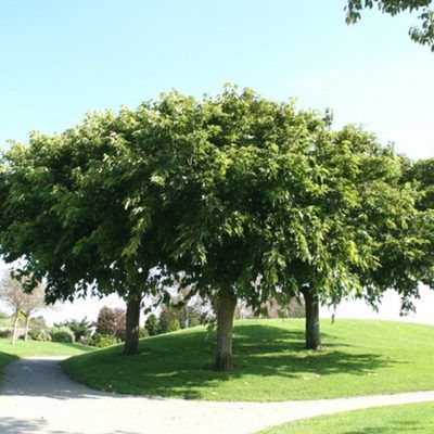 Murier Platane - Leaderplant